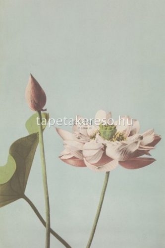 Esta Blush vlies anyagú zöld, mályva színű virágos modern poszter