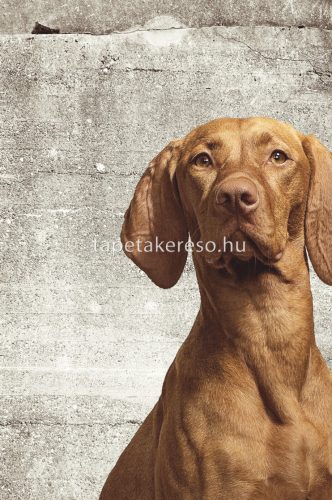 Eijffinger Wall Power Junior vlies anyagú szürke, barna színű állatos gyerek poszter