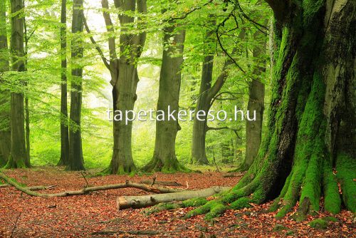 AS Creation XXL Wallpaper 2. vlies anyagú barna, zöld színű tájkép modern poszter