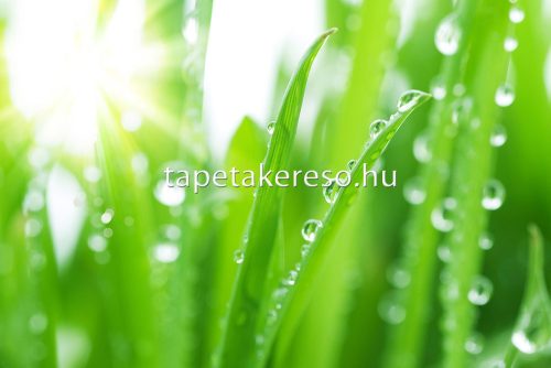 AS Creation XXL Wallpaper 2. vlies anyagú zöld, fehér színű leveles modern poszter