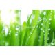 AS Creation XXL Wallpaper 2. vlies anyagú zöld, fehér színű leveles modern poszter