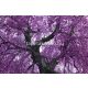 AS Creation XXL Wallpaper 2. vlies anyagú barna, lila, fehér színű fás modern poszter