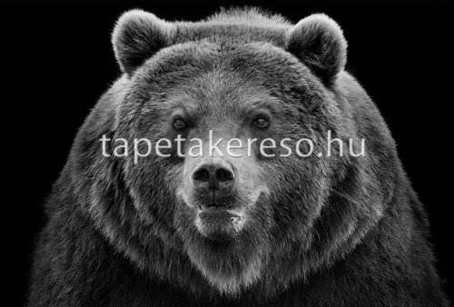 Architects Paper AP Digital 2 vlies anyagú fekete, fehér színű állatos modern poszter