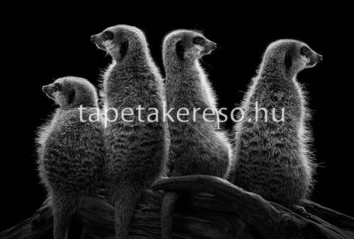 Architects Paper AP Digital 2 vlies anyagú fekete, fehér színű állatos modern poszter