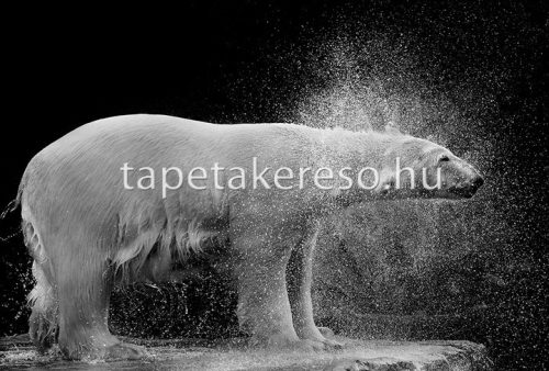 Architects Paper AP Digital 2 vlies anyagú fekete, fehér színű állatos modern poszter