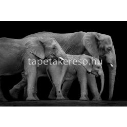   Architects Paper AP Digital 2 vlies anyagú szürke színű állatos modern poszter