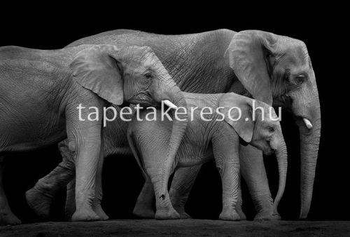 Architects Paper AP Digital 2 vlies anyagú szürke színű állatos modern poszter