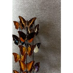   Khroma Cabinet vlies anyagú beige, fekete színű pöttyös, struktúrált modern tapéta