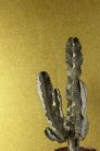 Khroma Havanna vlies anyagú mustársárga színű absztrakt modern tapéta
