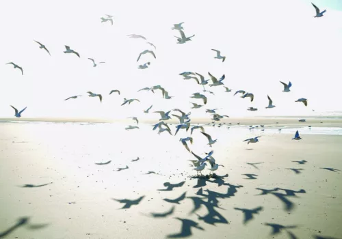 Casadeco Seaside vlies anyagú, fehér, barna színű, madaras , Modern poszter