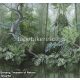 Behang Expresse Treasure of Nature vlies anyagú zöld, szürke színű leveles modern, natural poszter