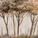 Zambaiti Parati Savana vlies, vinyl anyagú barna színű fás modern, natural poszter