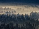 AS Creation DesignWalls 2 vlies anyagú barna, fekete színű erdő modern poszter