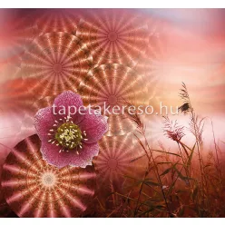   Behang Express Circle of Life vlies anyagú pink, barna, narancssárga színű mandala, virágos romantikus tapéta