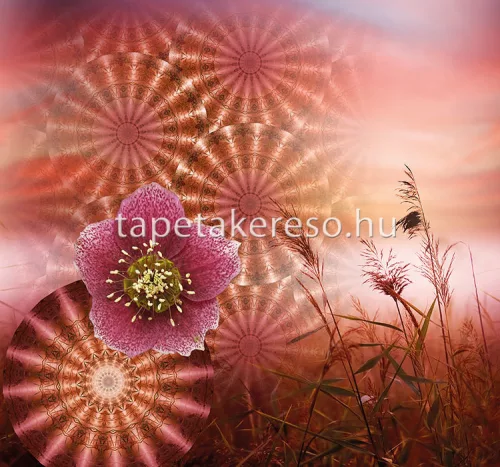 Behang Express Circle of Life vlies anyagú pink, barna, narancssárga színű mandala, virágos romantikus tapéta